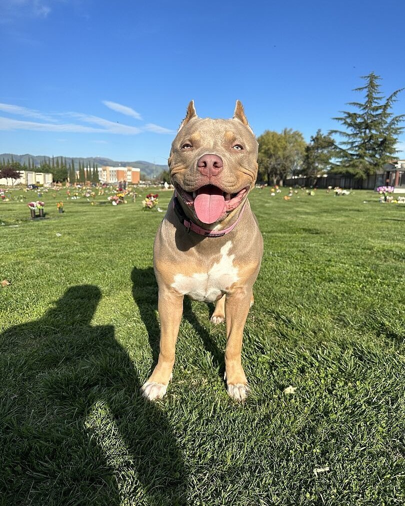 Fred F.'s fawn XL American Bully standing on the grass