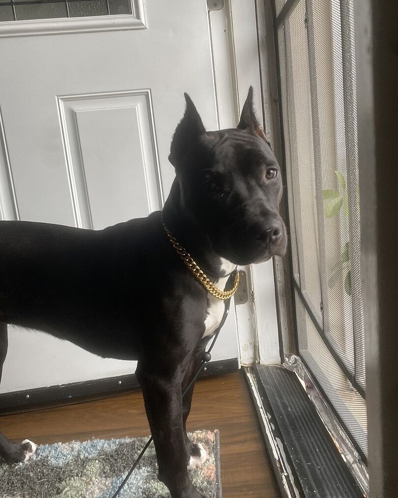 Holly J.'s black American Bully puppy in a gold chain standing at a door