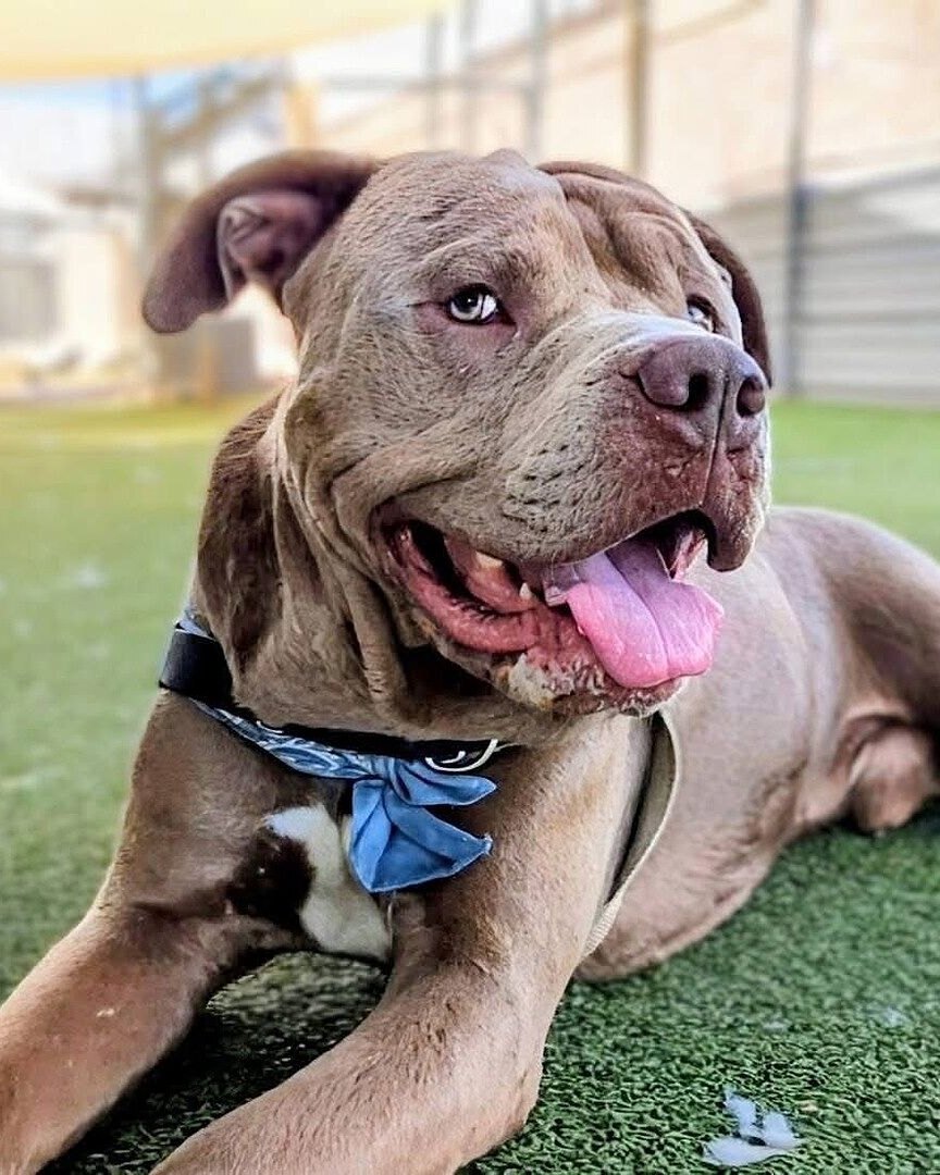 Jason H.'s blue fawn XL Bully lying on artificial turf