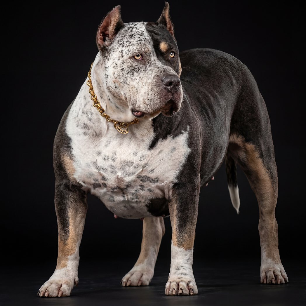 Muscular tri-color American Bully with gold chain in black studio, Incredibullz