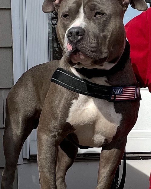 Tricia H.'s brown and white American Bully in a harness on a porch