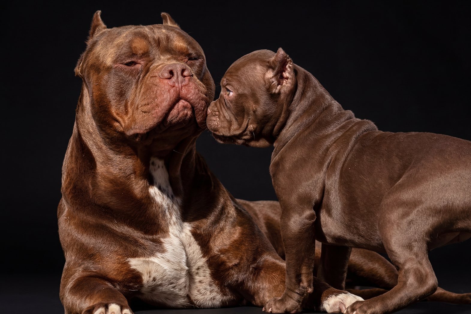 Two chocolate American Bullies resting together on black background, Incredibullz