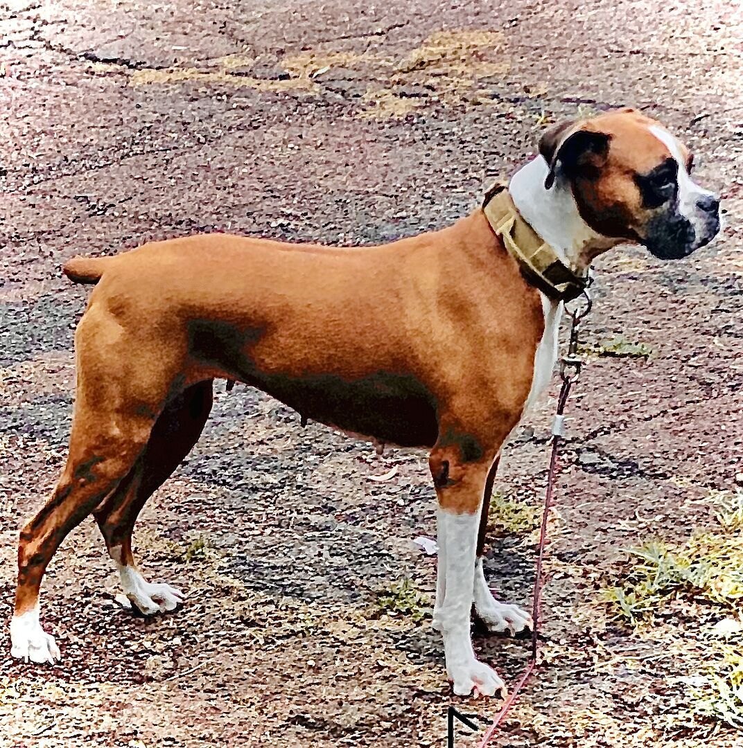 Chris L.'s fawn Boxer standing on a gravel path