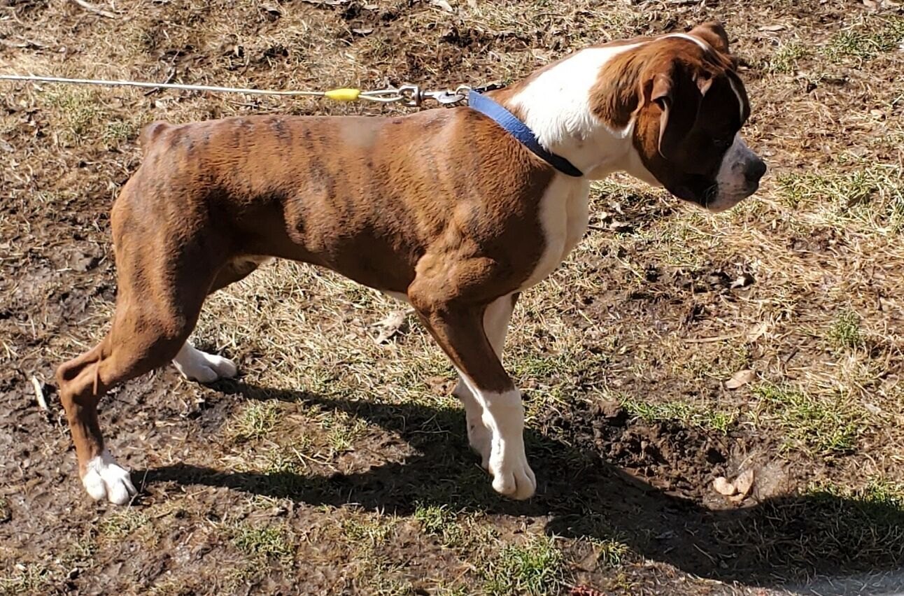 James L.'s Boxer Kooper on a leash in an open field