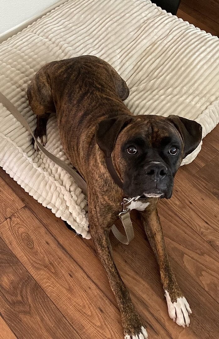 James W.'s brindle Boxer lying on a bed looking at the camera