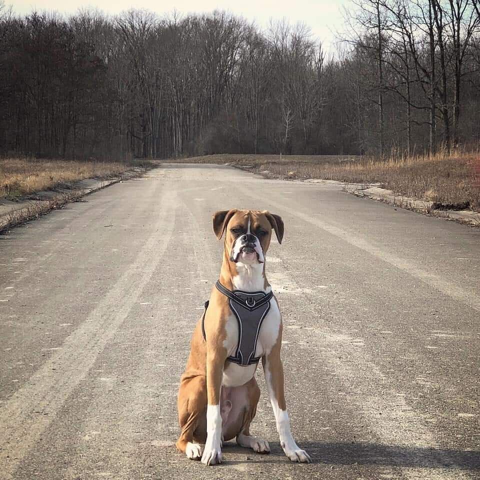 Jason D.'s Boxer Tyson sitting in the middle of a quiet road