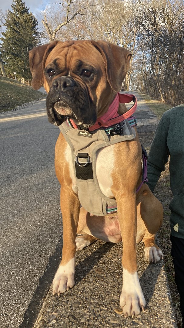 katy p.'s fawn Boxer in a pink harness on the driveway