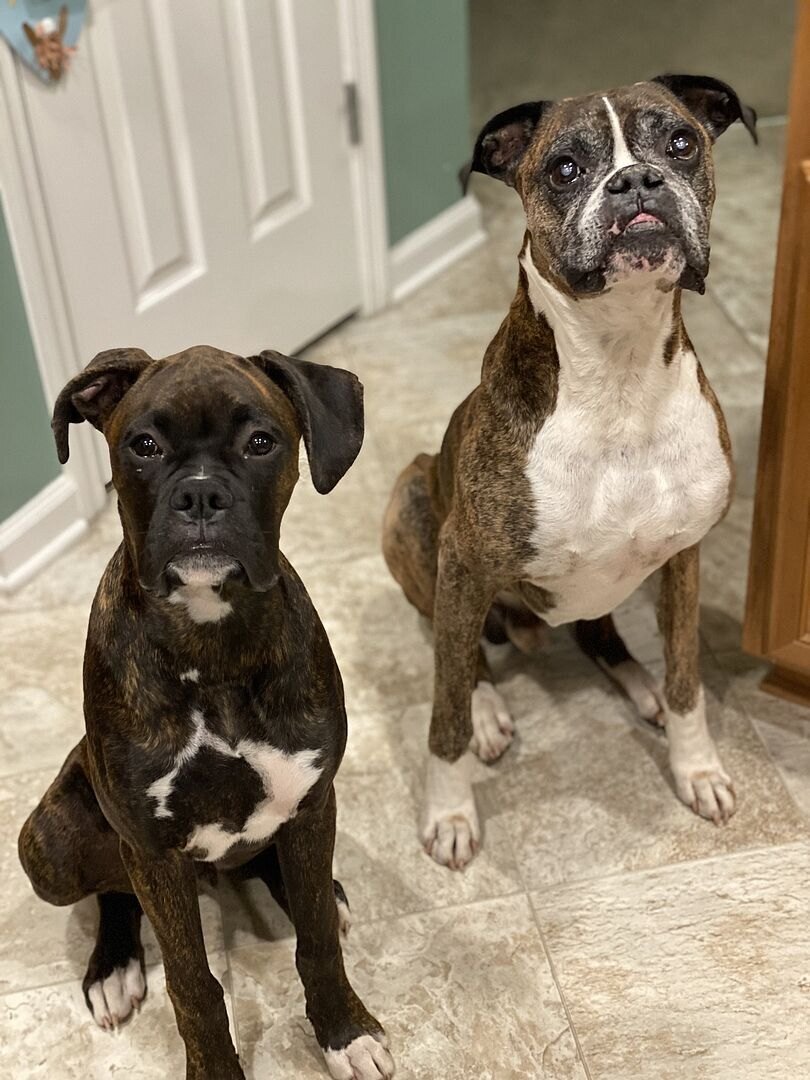 Rebecca A.'s two Boxers, a dark brindle and a fawn, sitting side by side in the kitchen