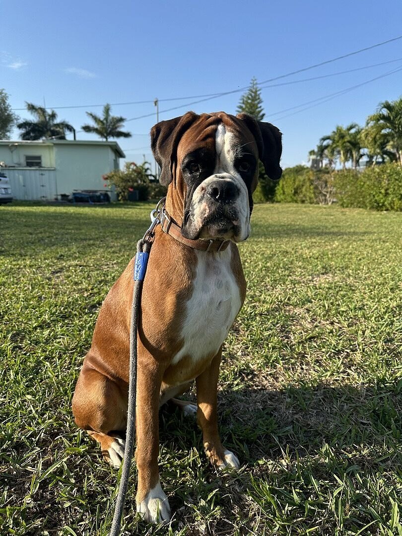 Silvia R.'s fawn Boxer, a verified Bully Max buyer, sitting on the lawn in the sun