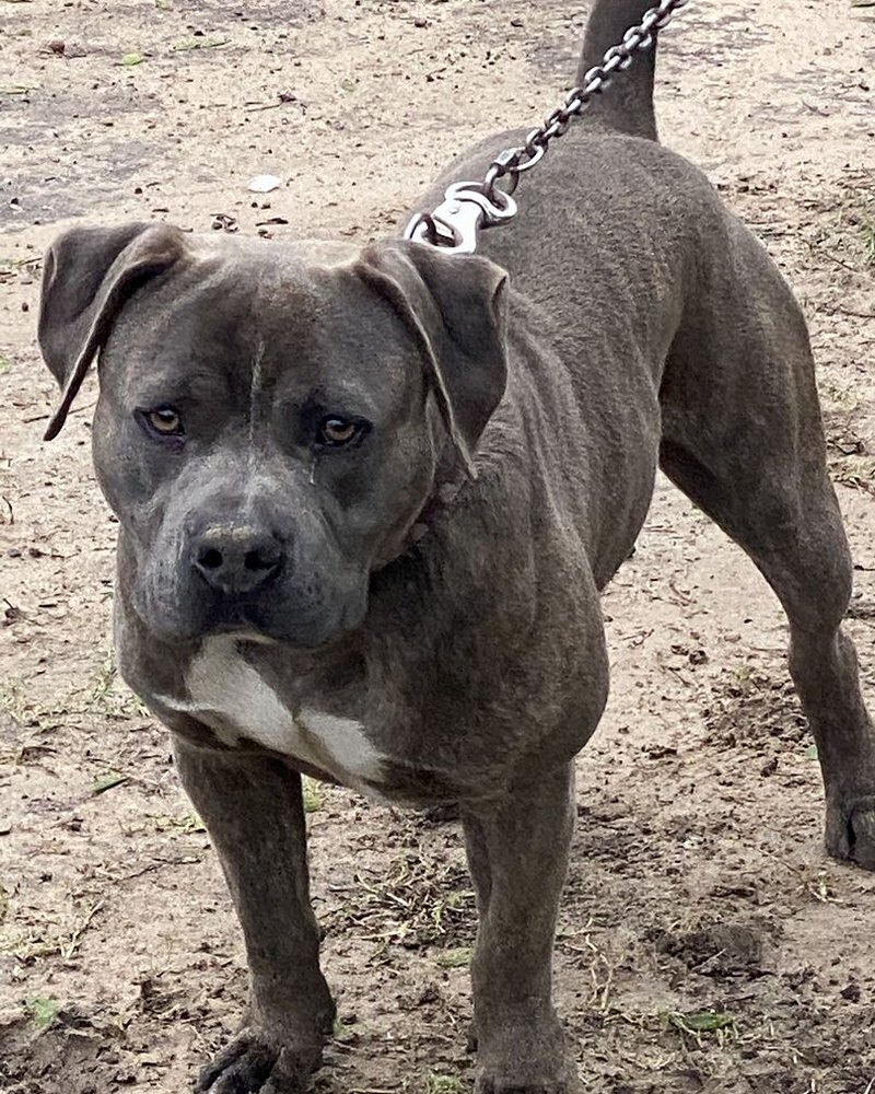 Alfredo D.'s blue pit bull standing on dirt