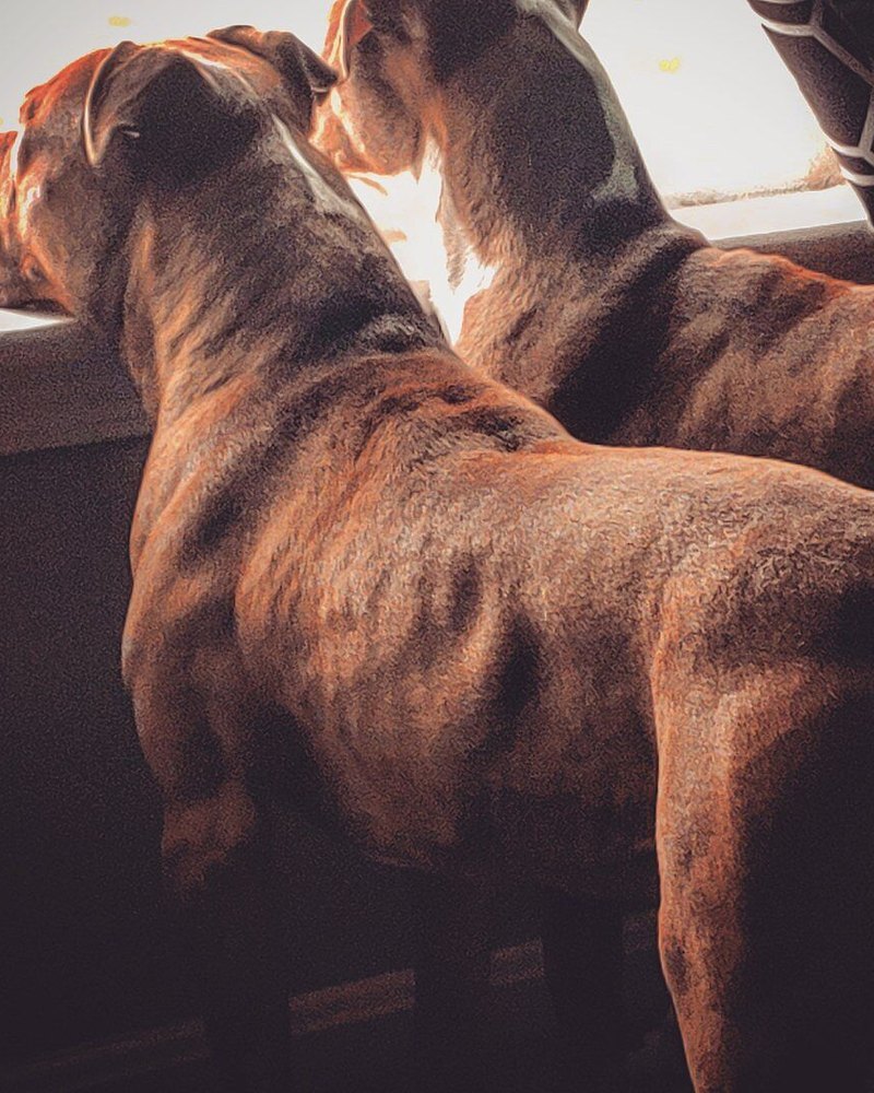 Ben D.'s two brindle bullies at a window, back and shoulder muscles showing