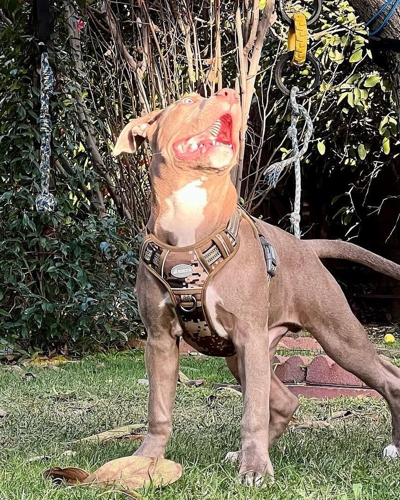 Don G.'s pit bull in a harness standing in a garden