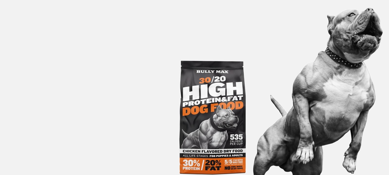 Grayscale muscular pit bull standing up beside a bag of Bully Max 30/20 High Protein & Fat chicken dog food