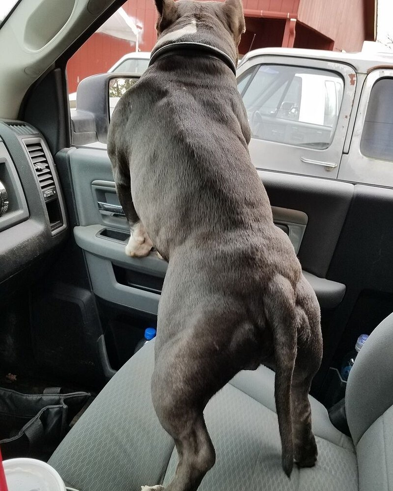 Jerry S.'s blue bully standing on a truck seat, rear muscles showing