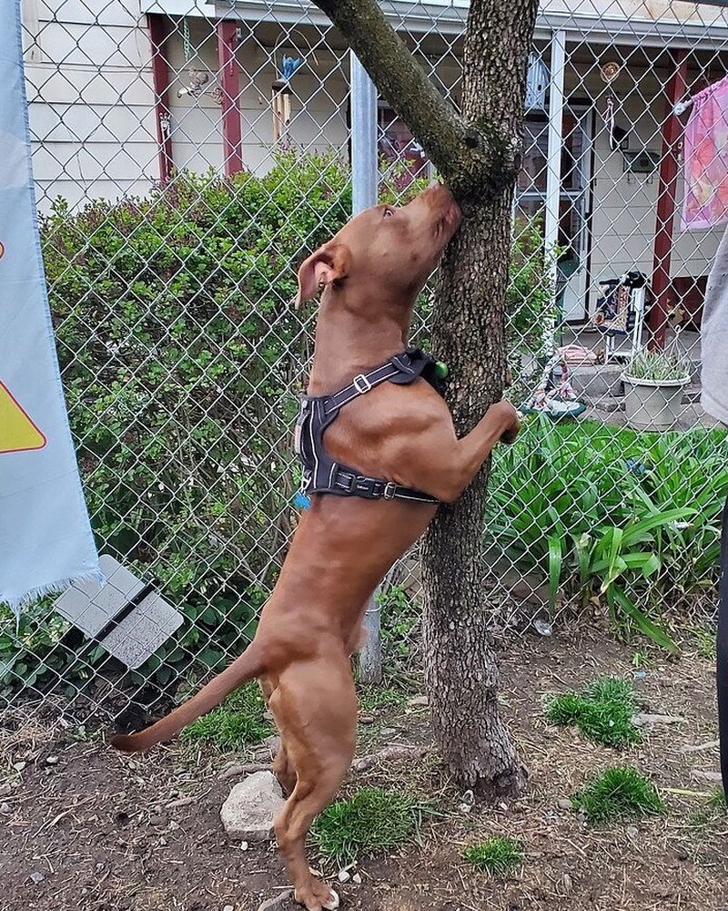 Jessica P.'s red pit bull climbing a tree