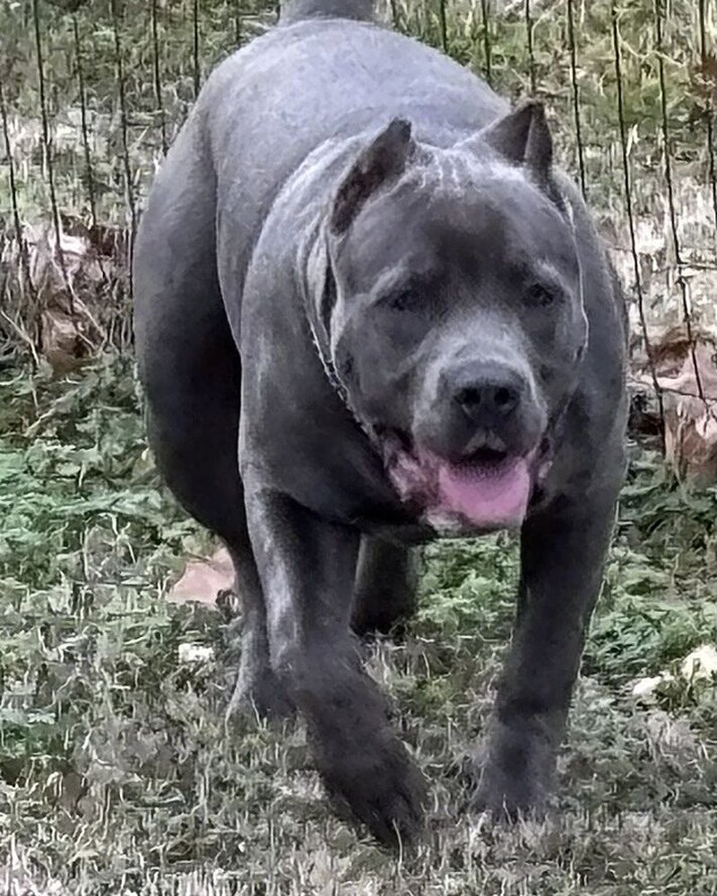 John S.'s blue dog walking toward the camera on grass