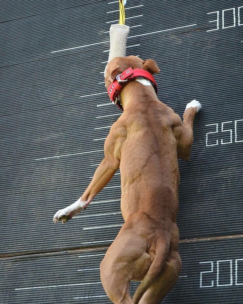 Katerina H.'s red pit bull on a spring pole against a wall