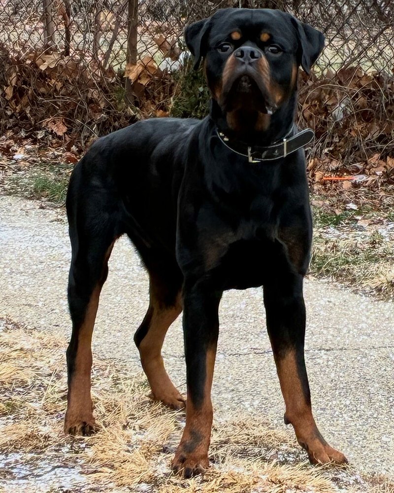 Mark G.'s Rottweiler standing on a path