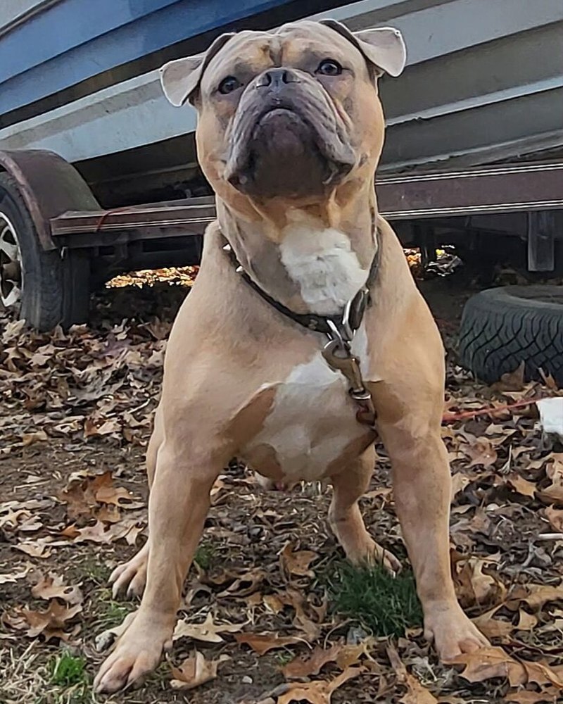 Ricky W.'s fawn bully standing square in a yard