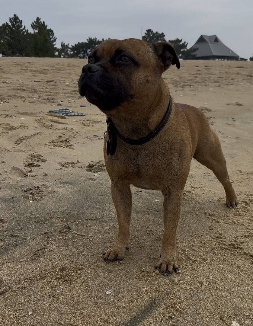 Joanna H.'s Staffordshire Bull Terrier standing on a sandy beach