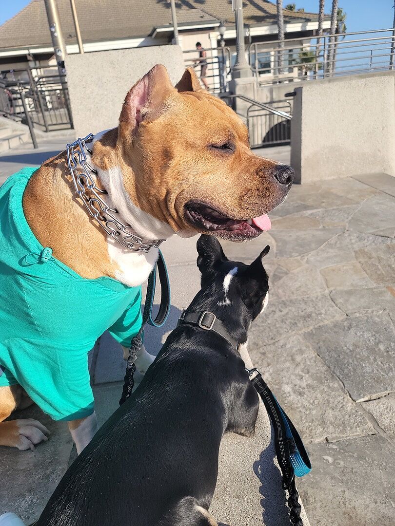 LA L.'s American Staffy with a chain collar on a sunny patio