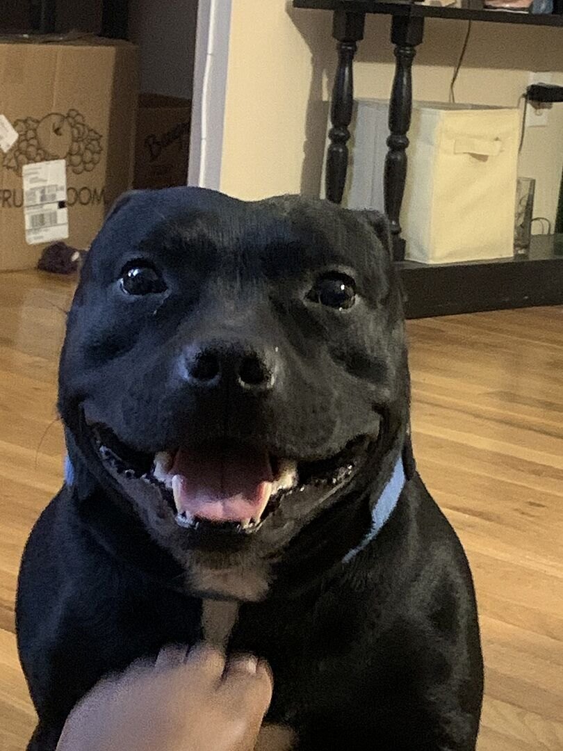 Michelle E.'s black Staffie smiling indoors