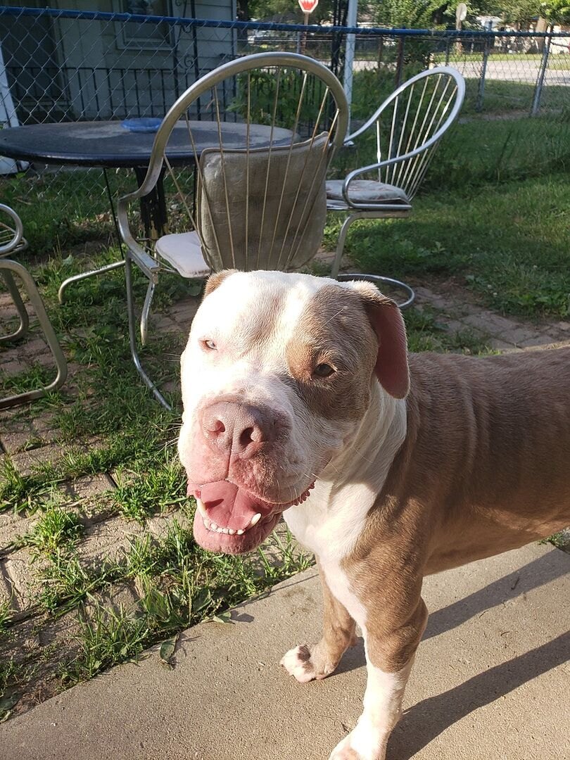 Pamela M.'s American Staffordshire on the back patio