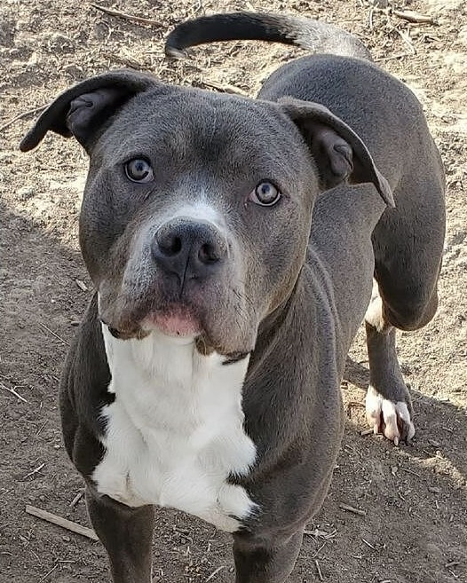 Robert L.'s blue Staffordshire terrier looking up at the camera in the yard