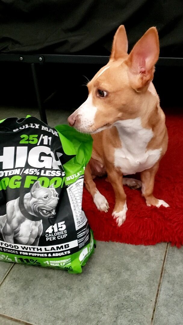 Shelby, Kaluna H.'s Staffordshire Bull Terrier mix, sitting next to a bag of 25/11 Lamb