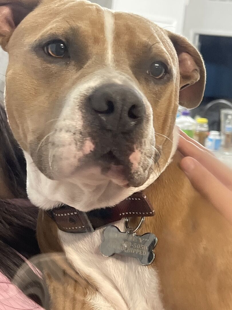 son n.'s tan and white Staffy looking at the camera