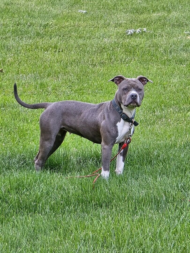 Sophie, Michael P.'s blue Staffy, standing in profile on a green lawn