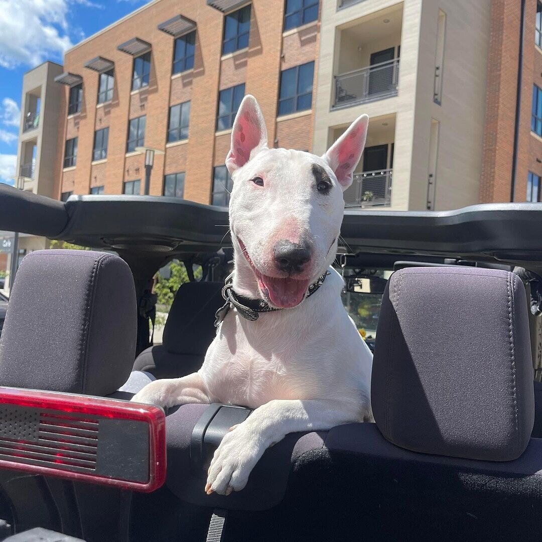 Stephanie B.'s white English Bull Terrier sitting up in the back of a Jeep on a sunny day