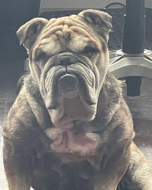 Alaric B.'s English Bulldog JJ looking up at the camera