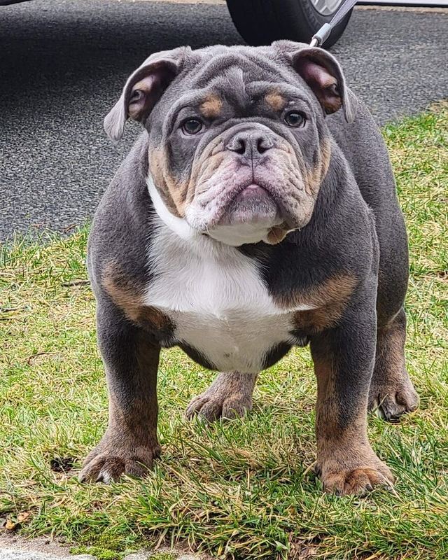 Eric R.'s blue Olde English Bulldogge standing on the grass