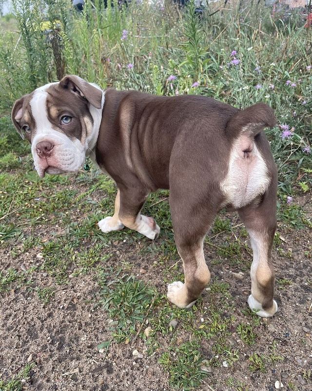 John j.'s chocolate and white Olde English Bull Dogge, Balzac, standing in the yard