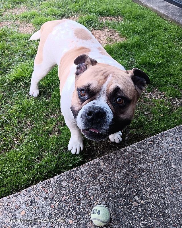 Kenya M.'s white and fawn bulldog looking up from the grass