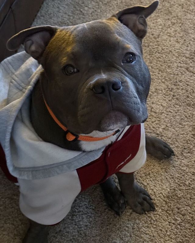 Kimberly D.'s gray American Bulldog in a hoodie sitting on the carpet