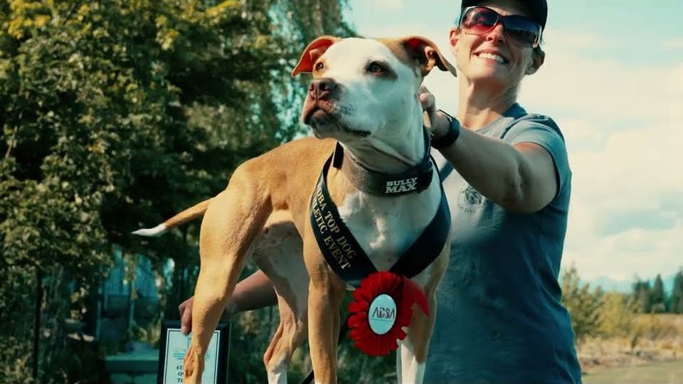 A champion American Pit Bull Terrier in a Bully Max collar wearing an ADBA Top Dog ribbon beside its handler