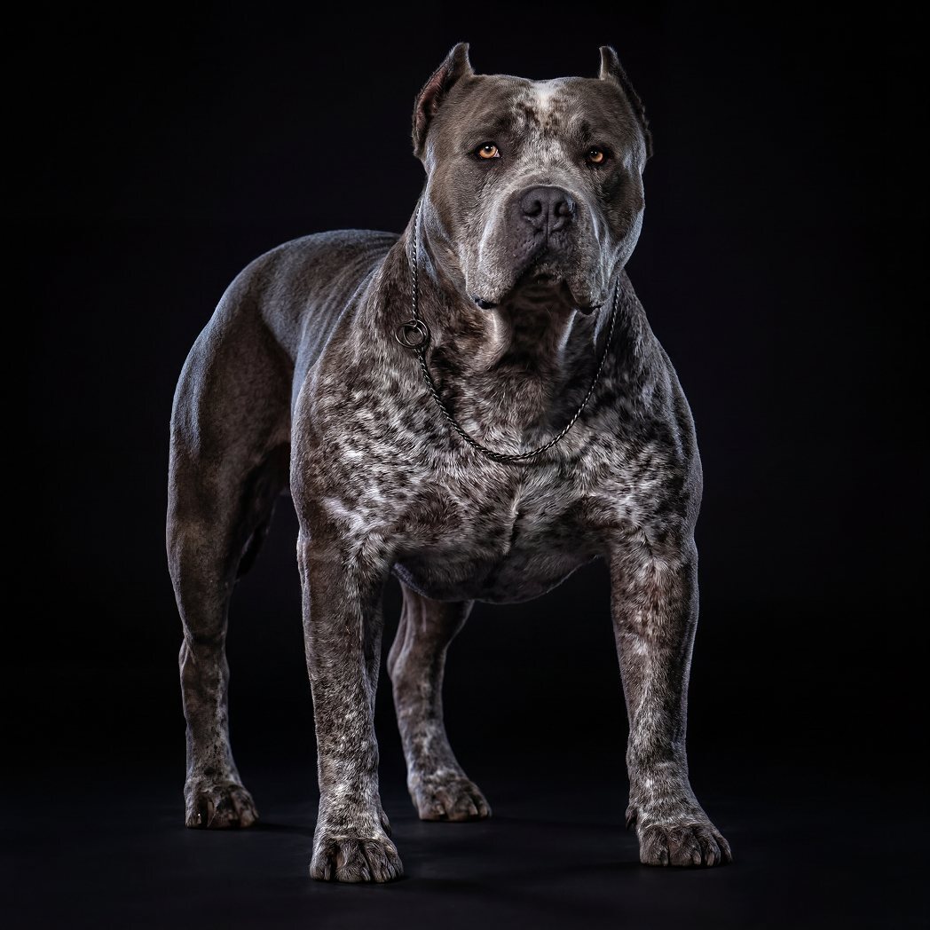 Muscular blue American Bully standing stacked in a black studio, an Incredibullz dog