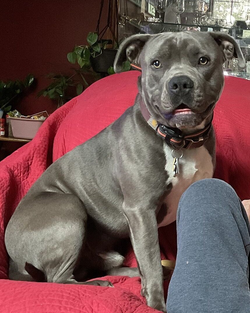 Debra L.'s gray American Pit Bull Terrier sitting on a red blanket