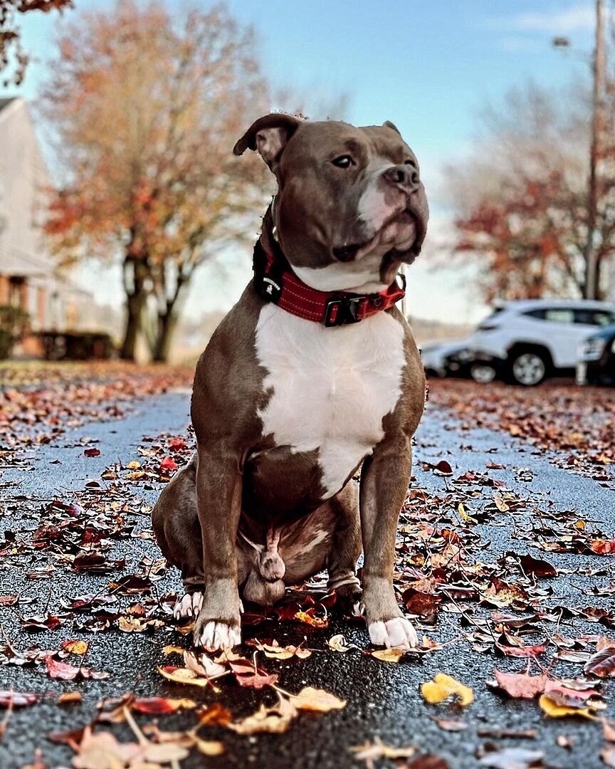 Ismael F.'s brown and white American Bully sitting on a leaf-covered path