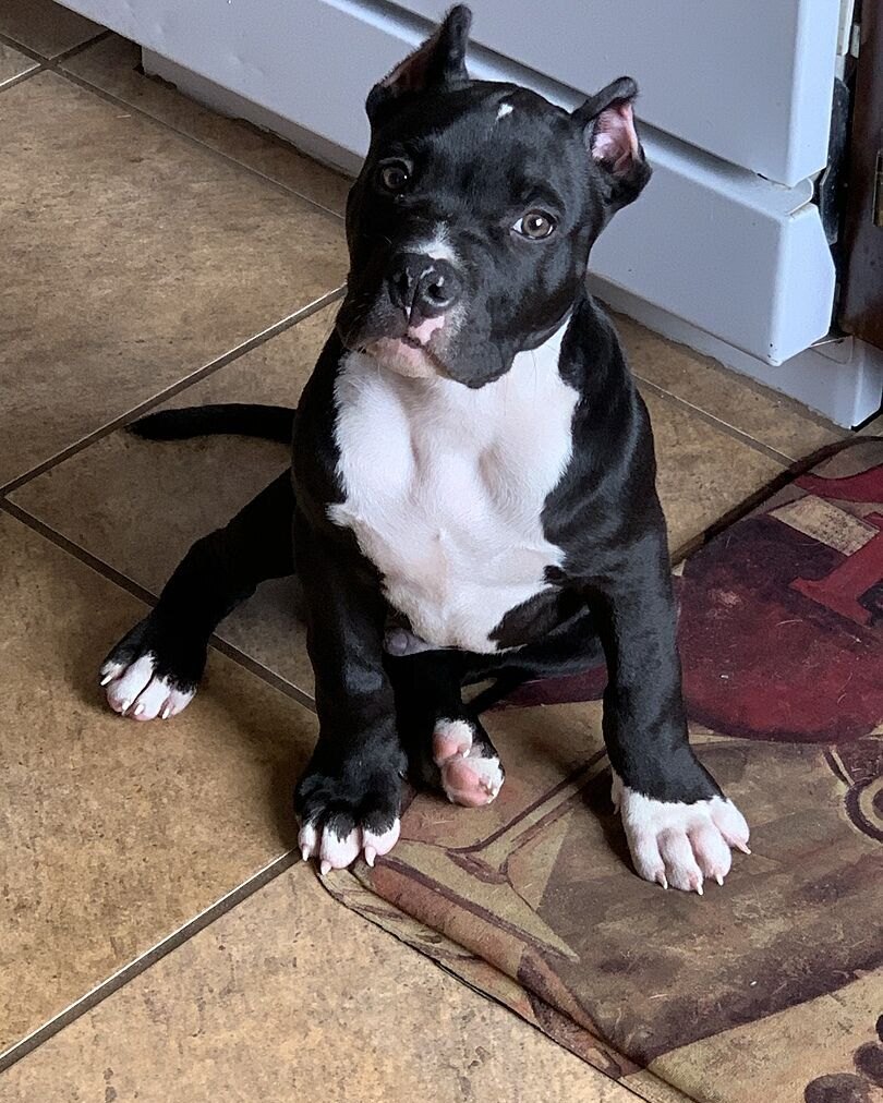 James L.'s young black and white pit bull sitting on a kitchen floor