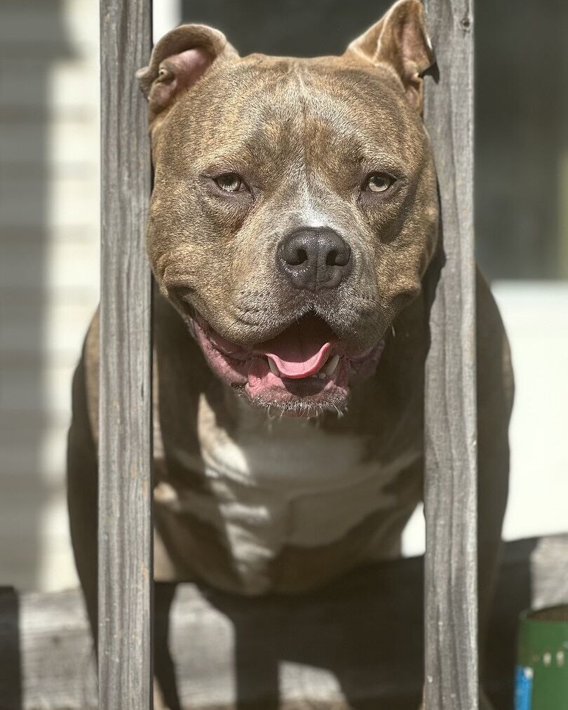 Patrick P.'s fawn bully smiling between porch railings