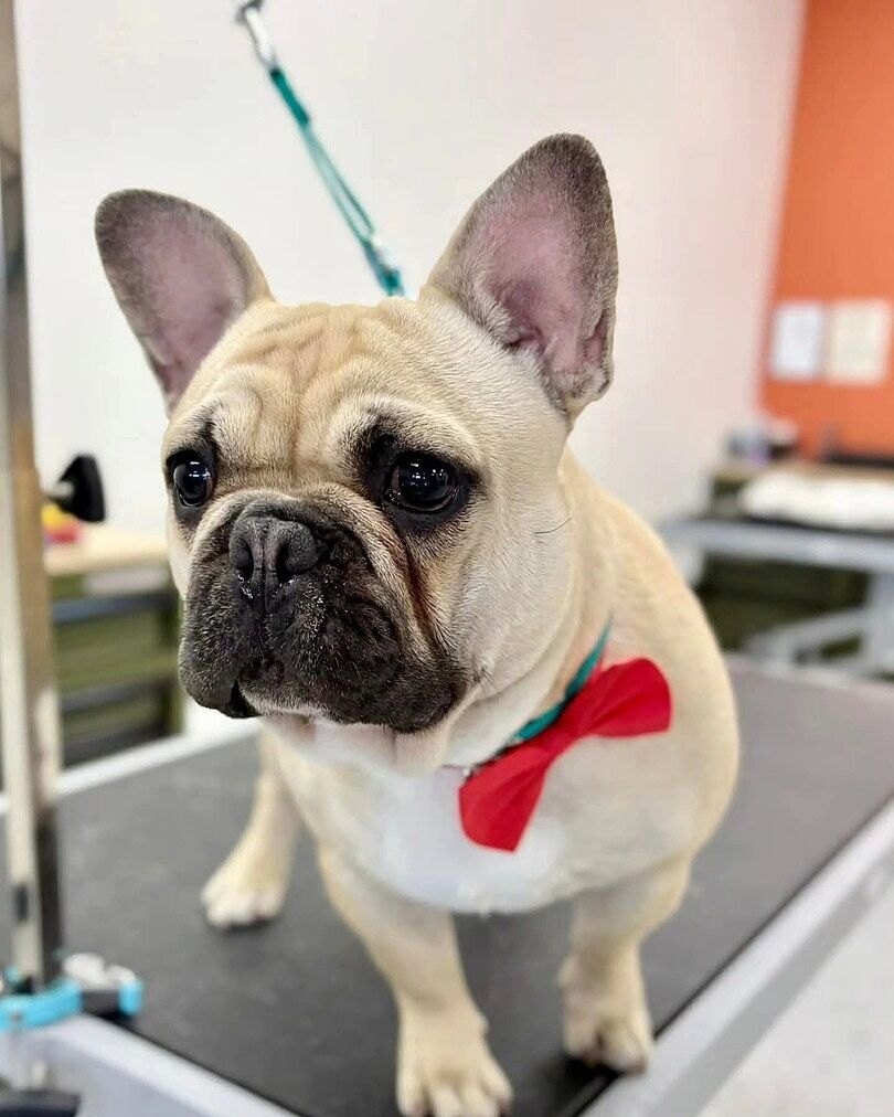Tracy J.'s cream French Bulldog in a red bow tie standing on a table