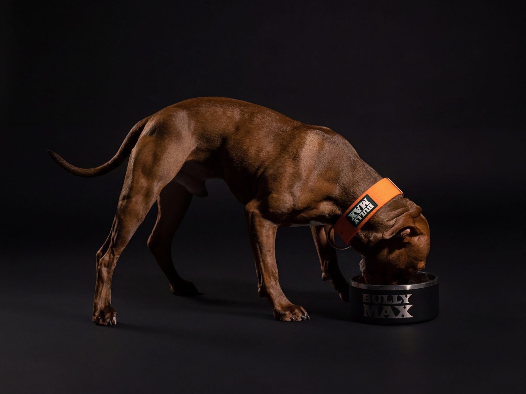 Diesel, Hollie and Scott Wolanski's American Pit Bull Terrier