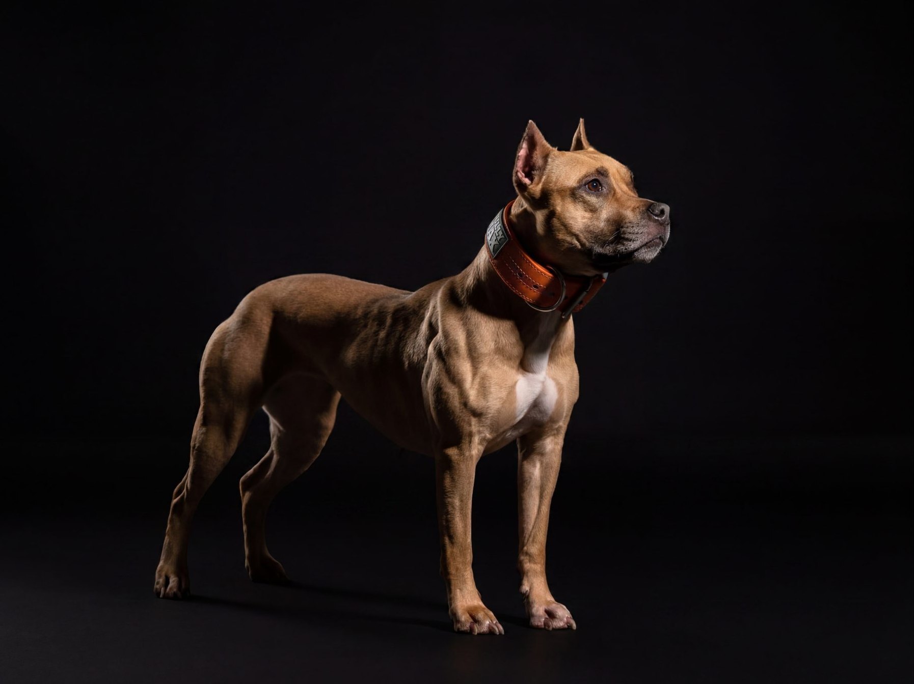 Lumi, Erica Noseworthy's American Pit Bull Terrier