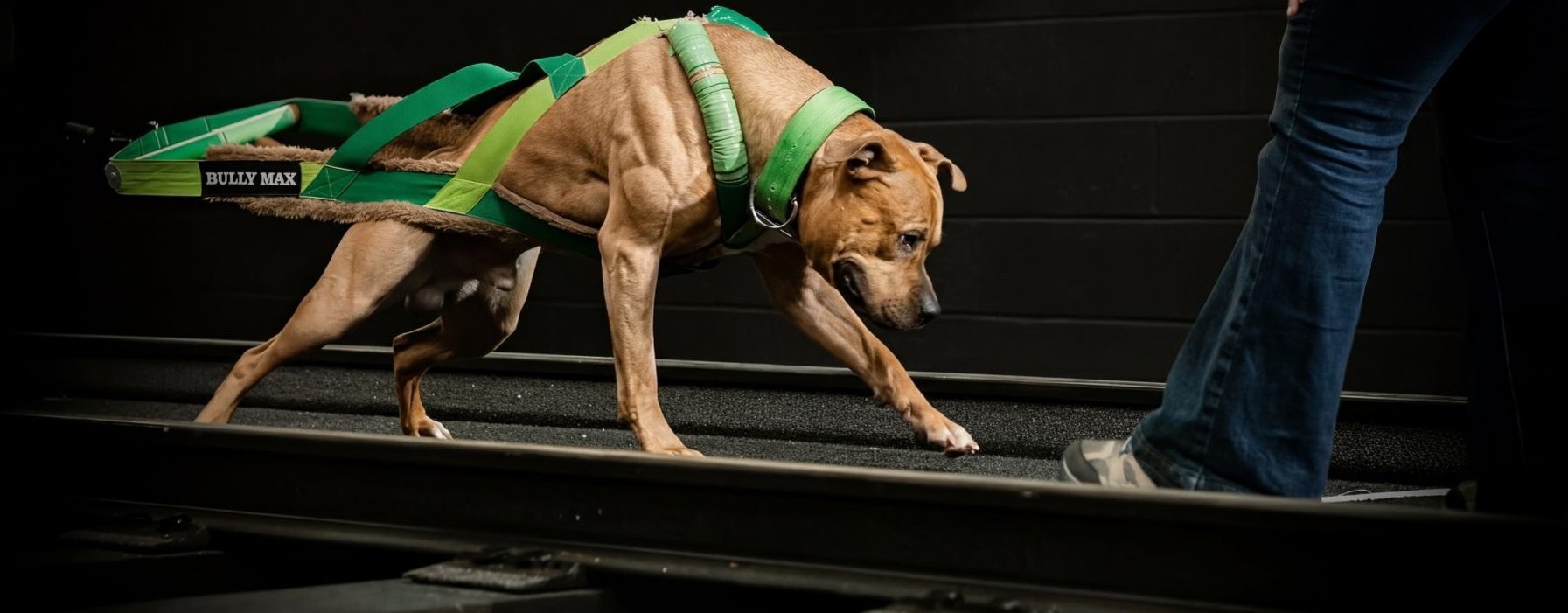 Kevlar, Dani Cyr's American Pit Bull Terrier, pulling a weighted cart in a green harness