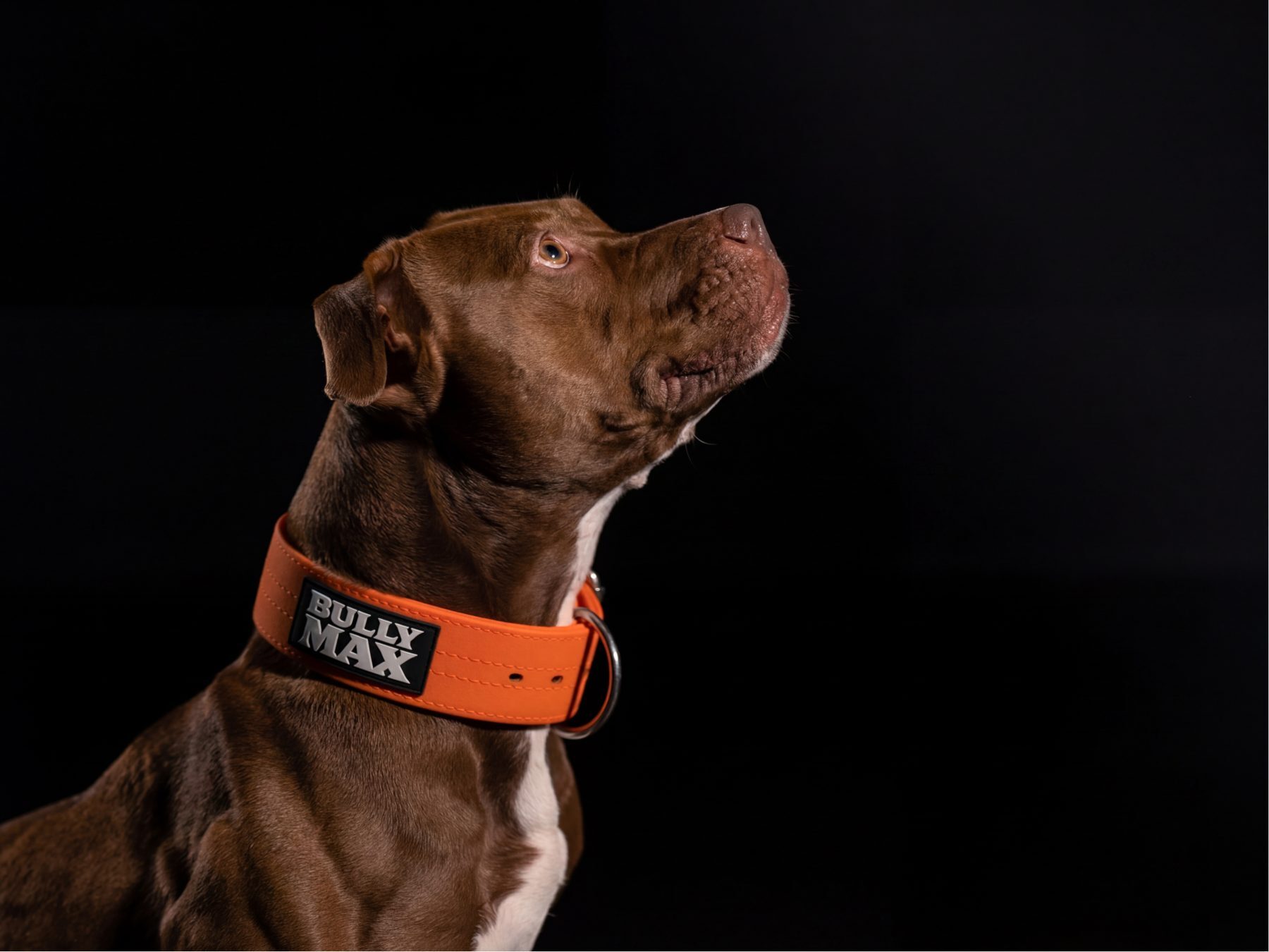 Diesel, Hollie and Scott Wolanski's American Pit Bull Terrier, in a Bully Max collar