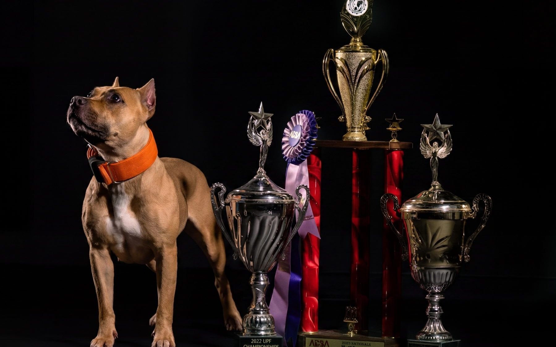 Lumi, Erica Noseworthy's American Pit Bull Terrier, standing beside her show trophies and rosettes