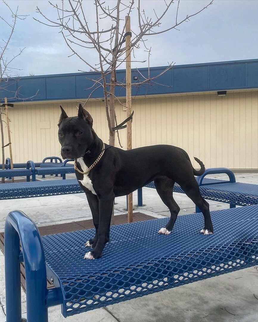 Black American Bully puppy standing on a blue bench